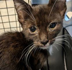 Shelter Stray Female Cat last seen Near S 29th Street, San Diego, CA, 92113, 5500 Gaines St, San Diego, CA 92110, USA