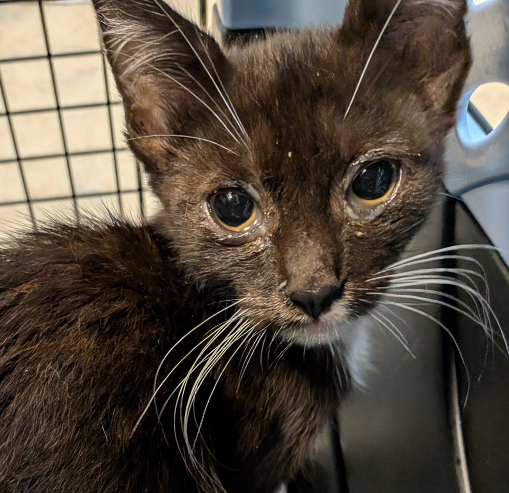Shelter Stray Female Cat last seen Near S 29th Street, San Diego, CA, 92113, 5500 Gaines St, San Diego, CA 92110, USA