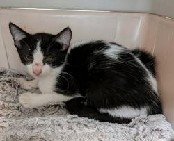 Shelter Stray Male Cat last seen Near S 29th Street, San Diego, CA, 92113, 5500 Gaines St, San Diego, CA 92110, USA
