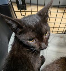 Shelter Stray Female Cat last seen Near S 29th Street, San Diego, CA, 92113, 5500 Gaines St, San Diego, CA 92110, USA