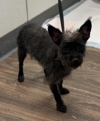 Shelter Stray Female Dog last seen Hotel Circle Place, San Diego, CA, 92108, 5500 Gaines St, San Diego, CA 92110, USA