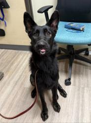 Shelter Stray Female Dog last seen Cannon Drive, Carlsbad, CA, 92008, Oceanside, CA 92058, USA
