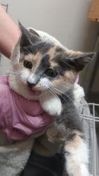 Shelter Stray Female Cat last seen Near Amber Lake Avenue, San Diego, CA, 92119, El Cajon, CA 92020, USA