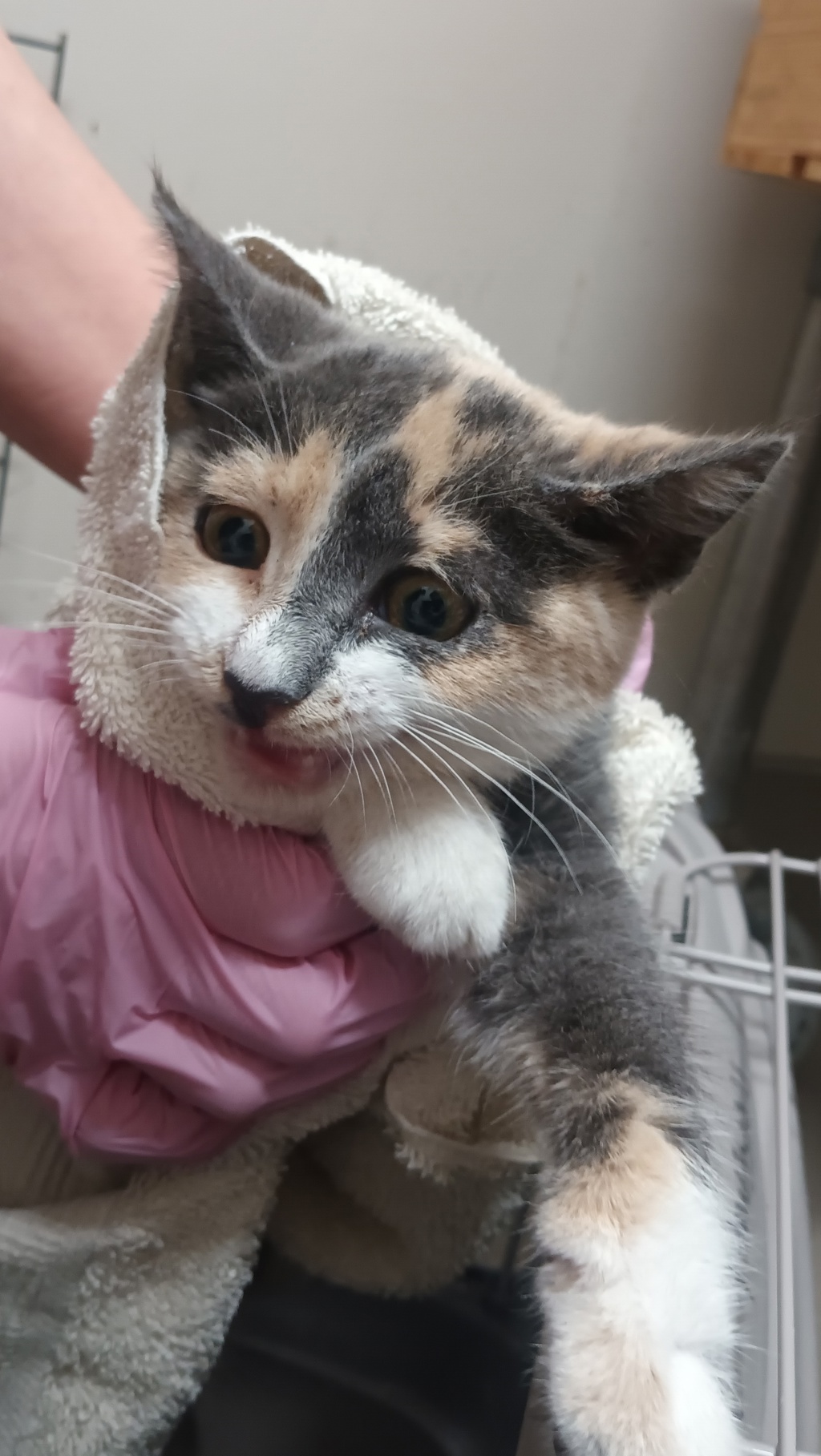 Shelter Stray Female Cat last seen Near Amber Lake Avenue, San Diego, CA, 92119, El Cajon, CA 92020, USA