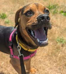 Shelter Stray Female Dog last seen Sweetbriar and stott, TROUTDALE, OR, 97060, 1700 W Historic Columbia River Hwy, Troutdale, OR 97060, USA