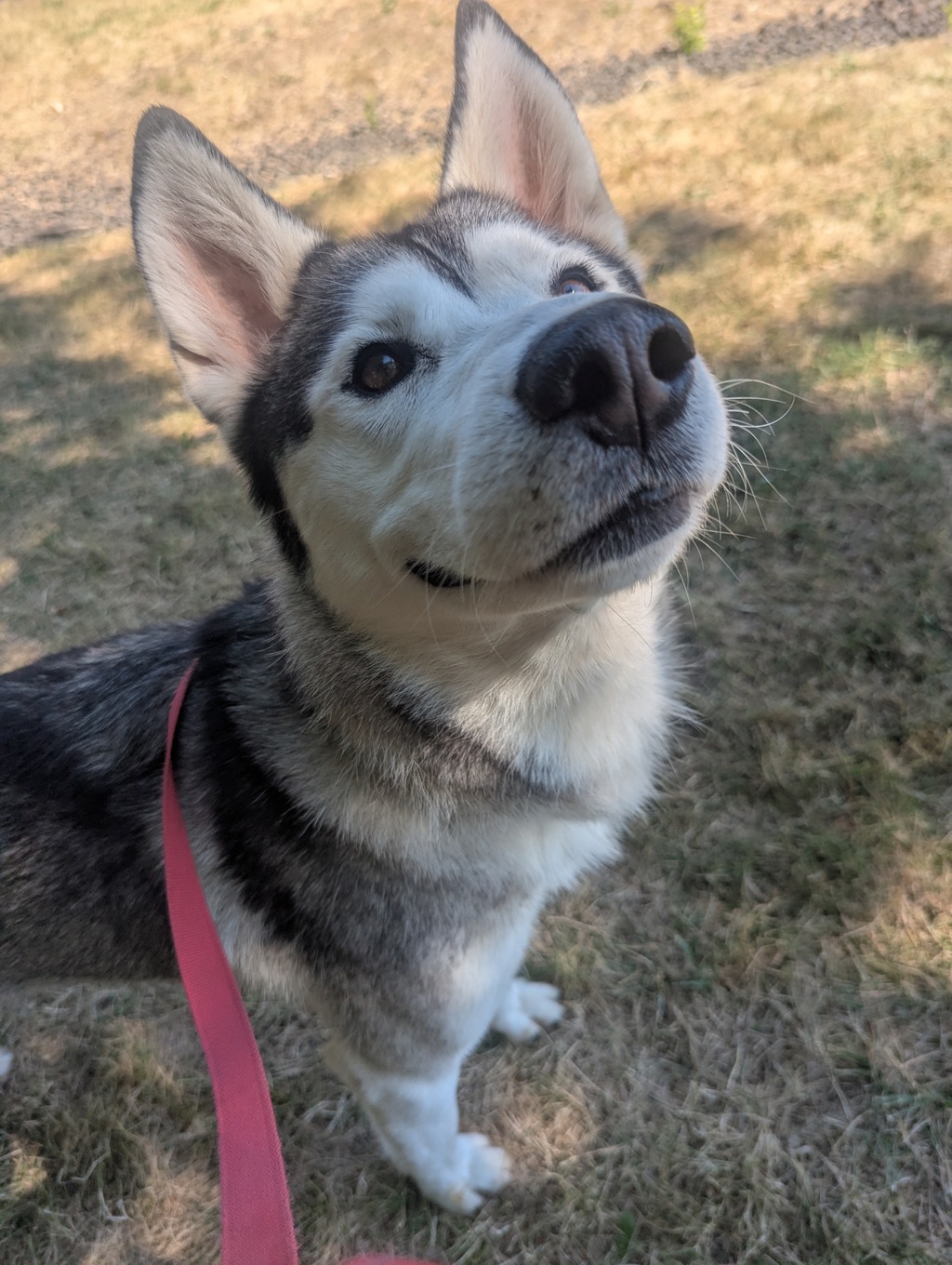 Shelter Stray Male Dog last seen SE Tenino and 67th, PORTLAND, OR, 97206, 1700 W Historic Columbia River Hwy, Troutdale, OR 97060, USA