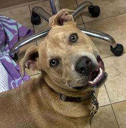 Shelter Stray Male Dog last seen Gresham Transit, PORTLAND, OR, 97206, 1700 W Historic Columbia River Hwy, Troutdale, OR 97060, USA
