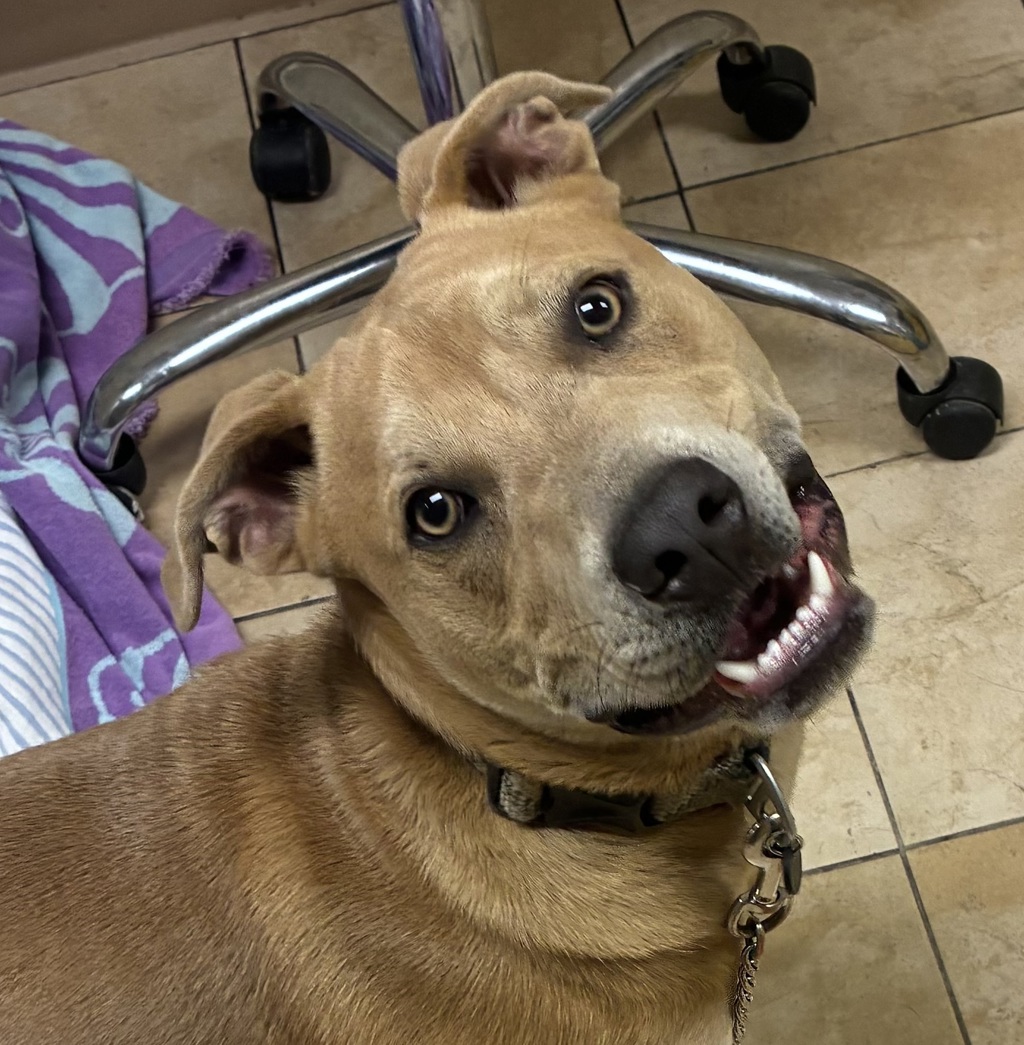 Shelter Stray Male Dog last seen Gresham Transit, PORTLAND, OR, 97206, 1700 W Historic Columbia River Hwy, Troutdale, OR 97060, USA