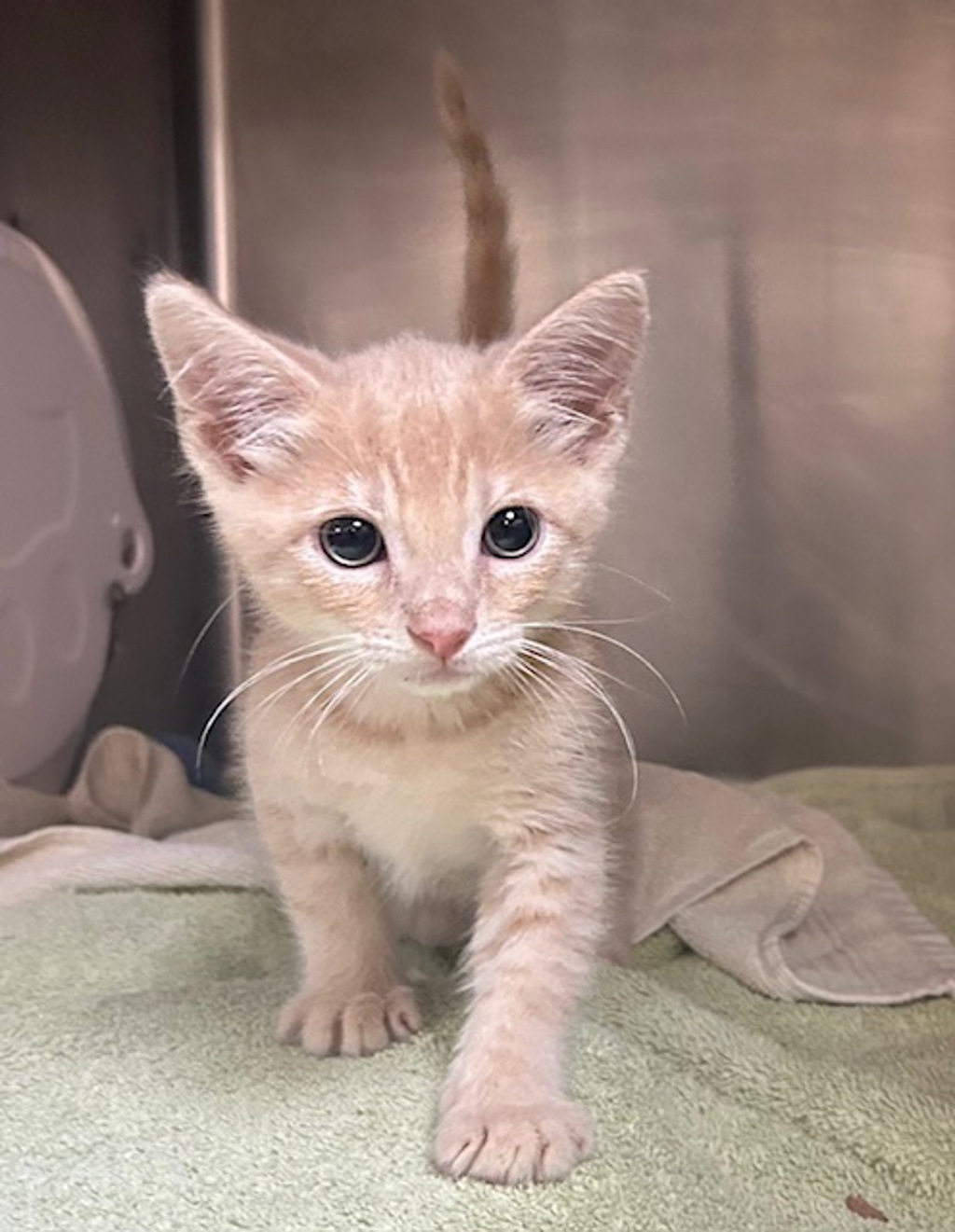 Shelter Stray Male Cat last seen Near Barnard Drive, Oceanside, CA, 92056, Oceanside, CA 92058, USA