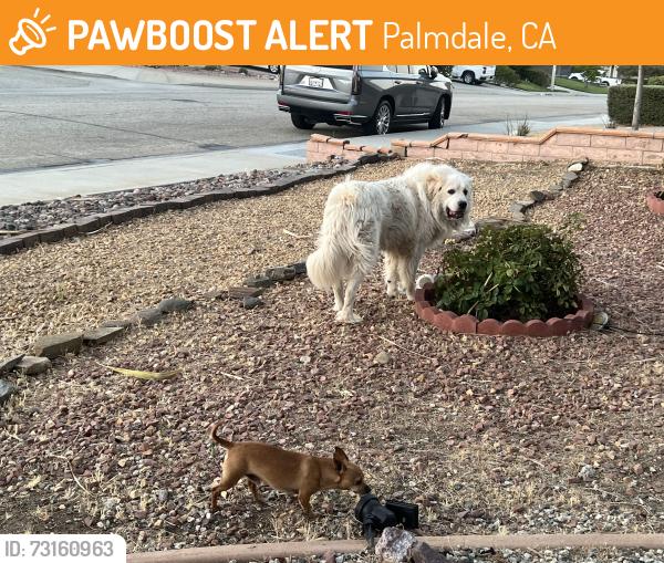 Found/Stray Male Dog last seen 33rd street East, Palmdale, CA 93550