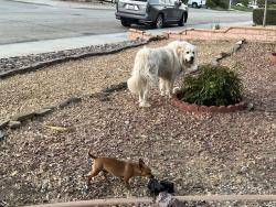Found/Stray Male Dog last seen 33rd street East, Palmdale, CA 93550