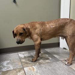 Shelter Stray Male Dog last seen , 4500 N Access Rd, Chattanooga, TN 37415, USA