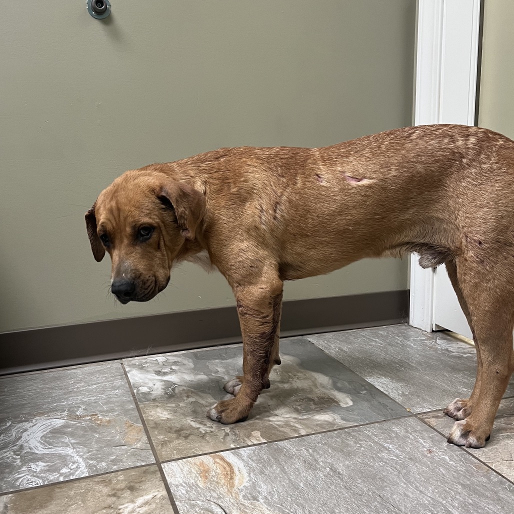 Shelter Stray Male Dog last seen , 4500 N Access Rd, Chattanooga, TN 37415, USA