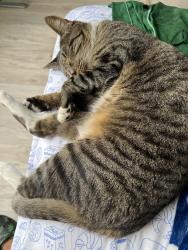 Lost Female Cat last seen Lantana, Greenacres, FL 33463