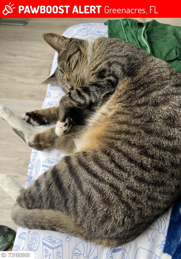 Lost Female Cat last seen Lantana, Greenacres, FL 33463