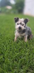 Reunited Male Dog last seen In Fountain Inn near Chapman Rd, Fountain Inn, SC 29644
