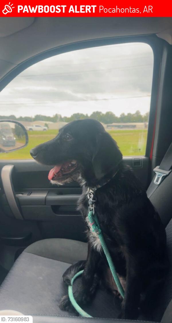 Lost Female Dog last seen hosp Dr, Pocahontas, AR 72455