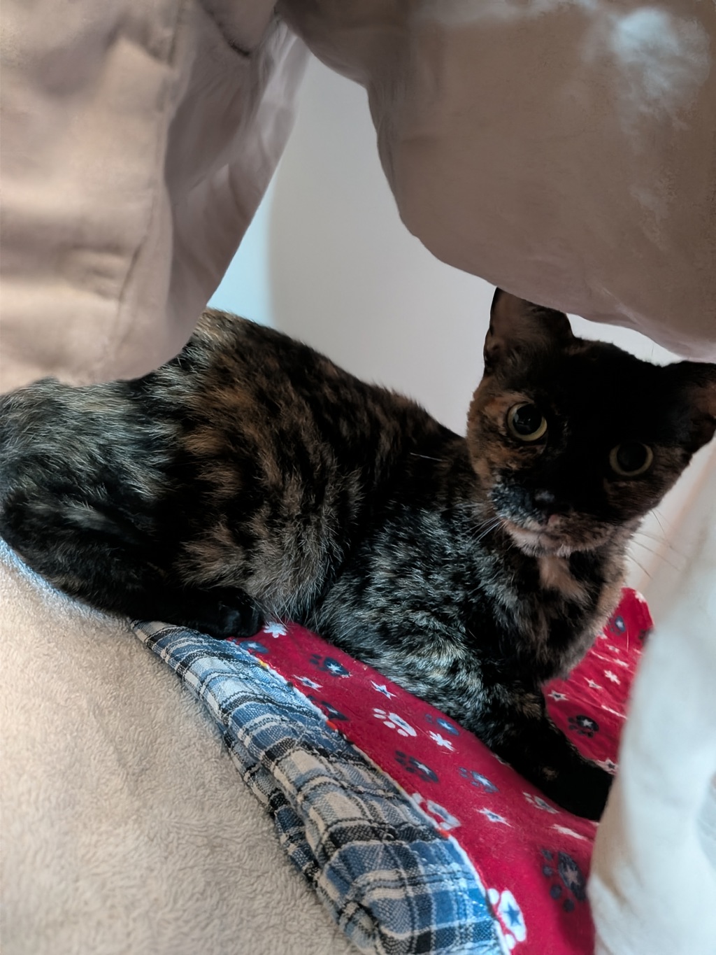 Shelter Stray Female Cat last seen Near Belknap Circle, San Diego, CA, 92106, 5500 Gaines St, San Diego, CA 92110, USA