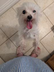 Found/Stray Female Dog last seen Corbin and Vanowen, Los Angeles, CA 91306