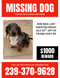 Lost Female Dog last seen Harney Pond Canal, Okeechobee, FL 34974