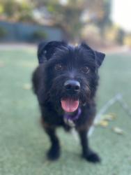 Shelter Stray Female Dog last seen Near S El Camino Real, Oceanside, CA, 92054, Oceanside, CA 92058, USA