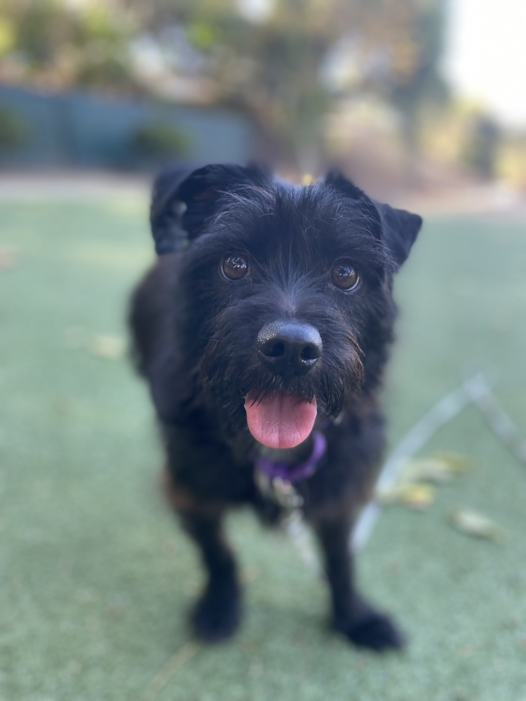 Shelter Stray Female Dog last seen Near S El Camino Real, Oceanside, CA, 92054, Oceanside, CA 92058, USA