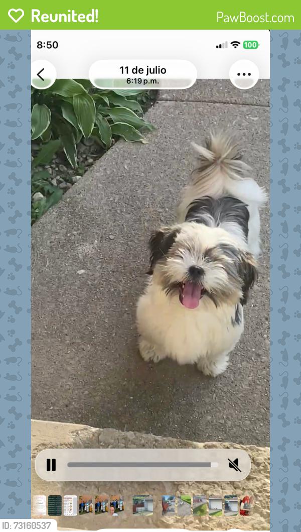 Reunited Male Dog last seen Lawndale and 66th place, Chicago, IL 60621