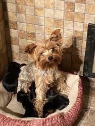 Reunited Female Dog last seen Qt Park City, Park City, KS 67219