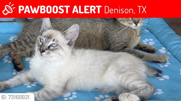 Lost Male Cat last seen Got in the vehicle - could be anywhere from Hendrix, Ok area to whitewright, Tx, Denison, TX 75020