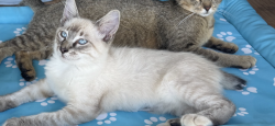 Lost Male Cat last seen Got in the vehicle - could be anywhere from Hendrix, Ok area to whitewright, Tx, Denison, TX 75020