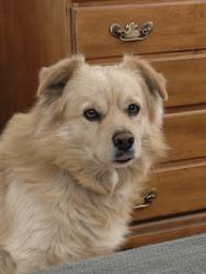 Lost Male Dog last seen Margate St/Clybourn Ave, Los Angeles, CA 91601