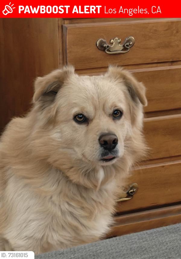 Lost Male Dog last seen Margate St/Clybourn Ave, Los Angeles, CA 91601
