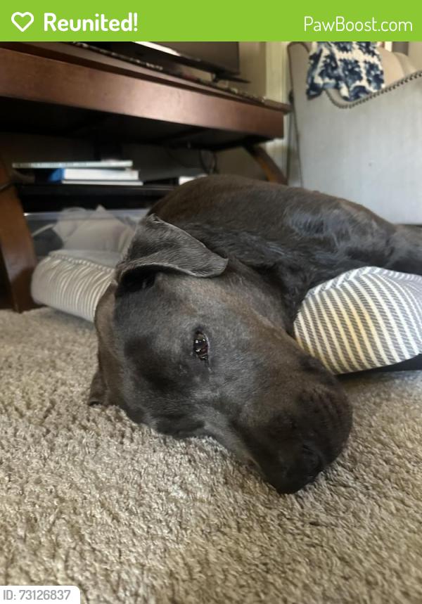 Reunited Male Dog last seen 4th street Long Beach Ca, Long Beach, CA 90814