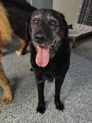 Reunited Male Dog last seen 39th Street and Volker, Kansas City, MO 64111
