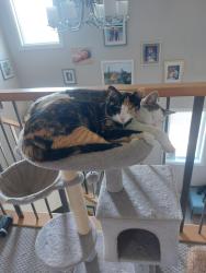Lost Female Cat last seen Near edworthy cove, Edmonton, AB T6M 0P1