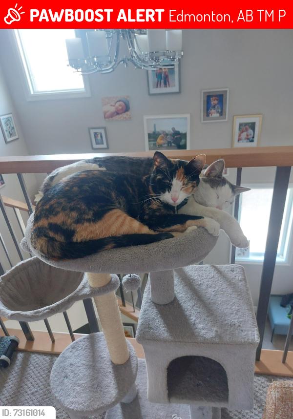 Lost Female Cat last seen Near edworthy cove, Edmonton, AB T6M 0P1
