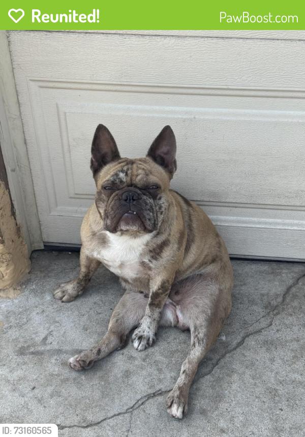 Reunited Female Dog last seen Coronado Ave, San Diego, CA 92154, USA, San Diego, CA 92154