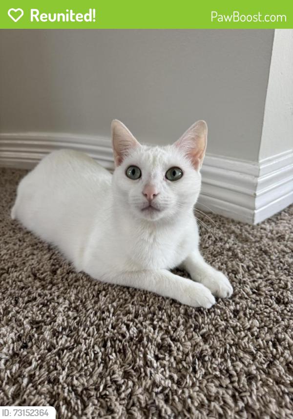 Reunited Female Cat last seen in backyard, Pearland, TX 77584