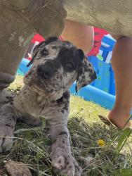 Reunited Female Dog last seen Starbuck rd and mercy way, Rescue, CA 95672