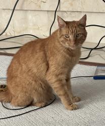 Reunited Male Cat last seen NW Rock Creek Dr. Portland near the golf course, Rockcreek, OR 97229