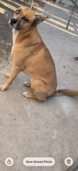 Lost Female Dog last seen Aloha Animal hosp, Vista, CA 92084