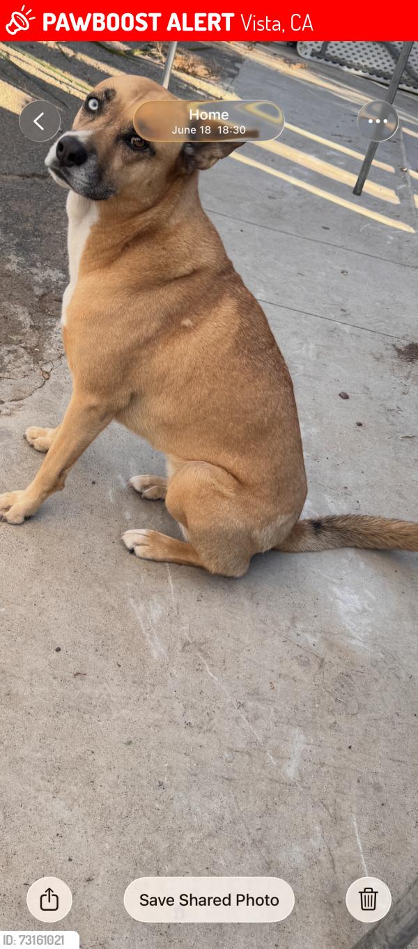 Lost Female Dog last seen Aloha Animal hosp, Vista, CA 92084