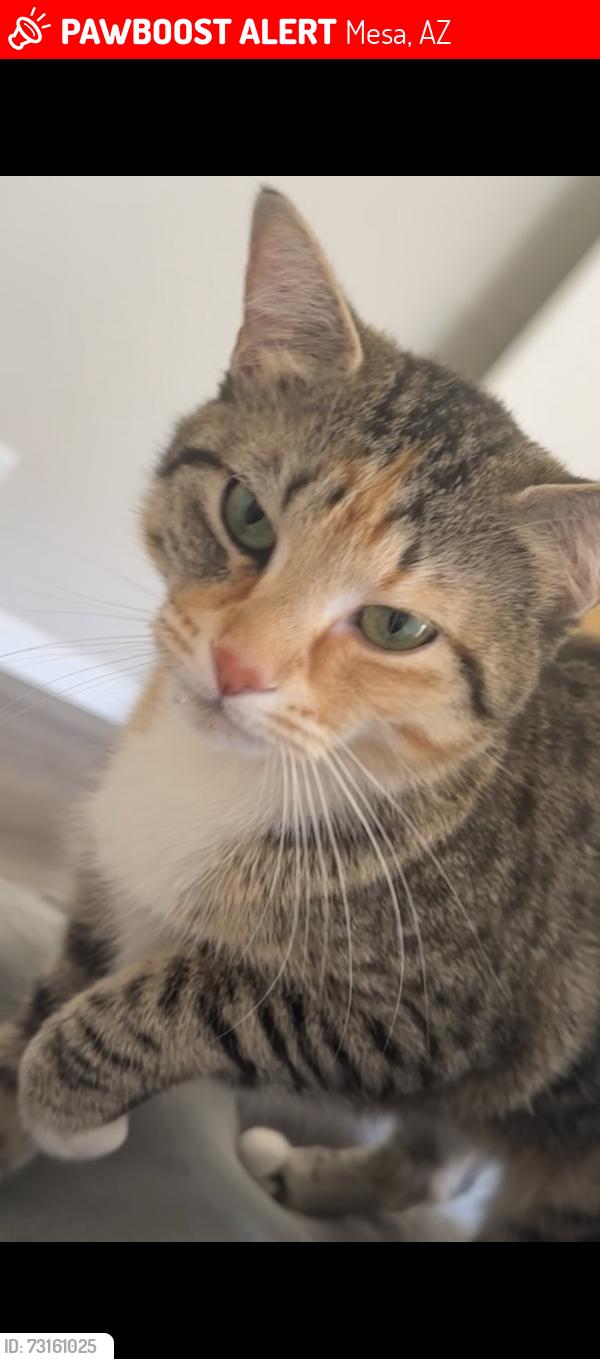 Lost Female Cat last seen South Stewart mesa, Mesa, AZ 85202