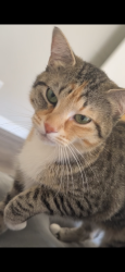 Lost Female Cat last seen South Stewart mesa, Mesa, AZ 85202