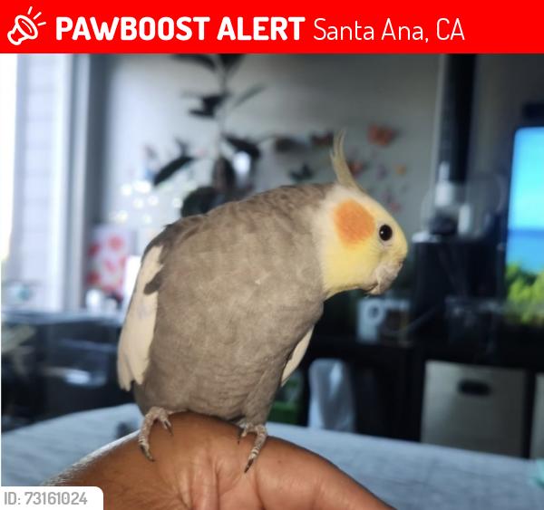 Lost Male Bird last seen Near W 17TH ST Santa Ana, Santa Ana, CA 92706