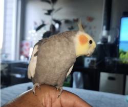 Lost Male Bird last seen Near W 17TH ST Santa Ana, Santa Ana, CA 92706