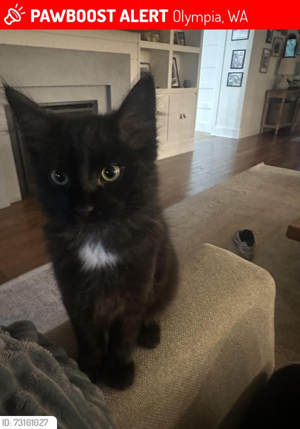Lost Male Cat last seen Gravelly Beach Loop. Near fire station, Olympia, WA 98502
