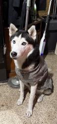 Lost Male Dog last seen Howard St, Bellaire Rd, Clearwater, FL 33756
