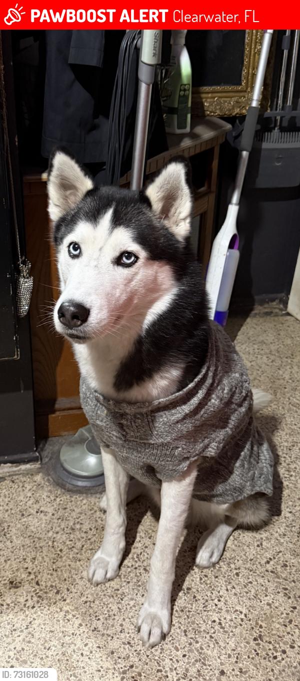 Lost Male Dog last seen Howard St, Bellaire Rd, Clearwater, FL 33756