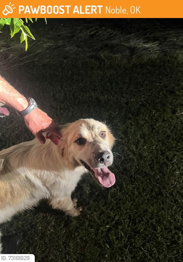 Found/Stray Female Dog last seen 168th and 180th, Noble, OK 73068